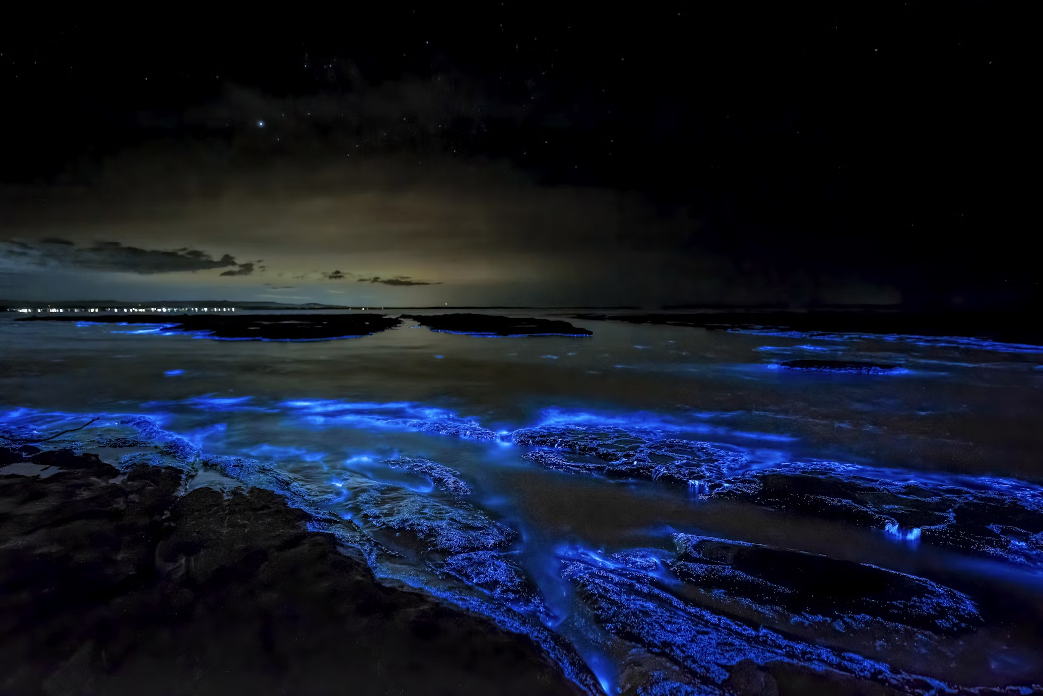 Bioluminescence