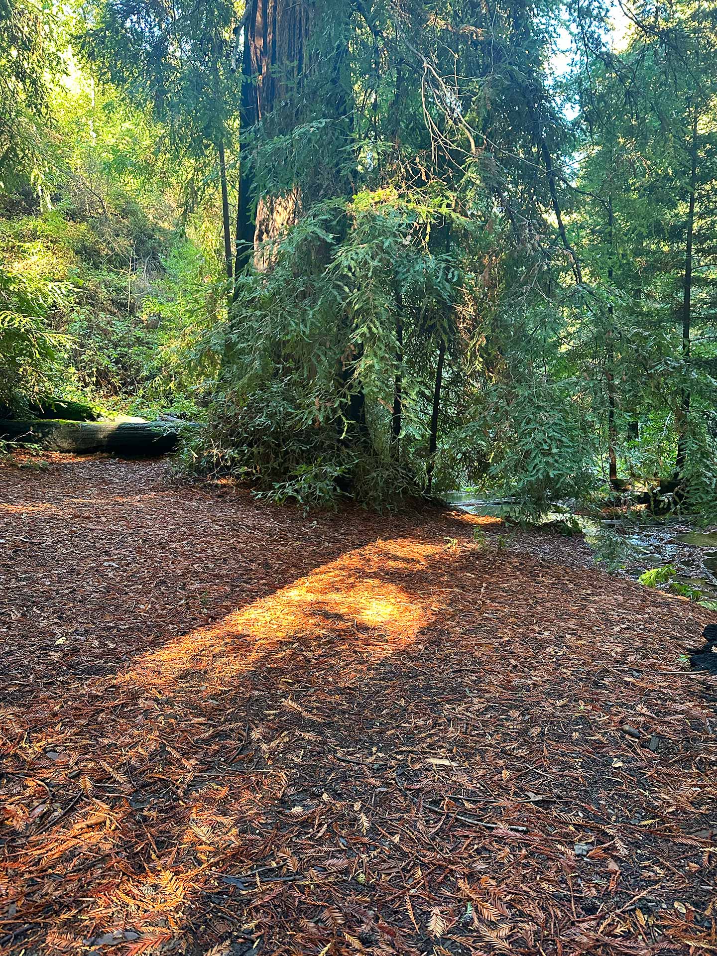 Palihouse Santa Monica