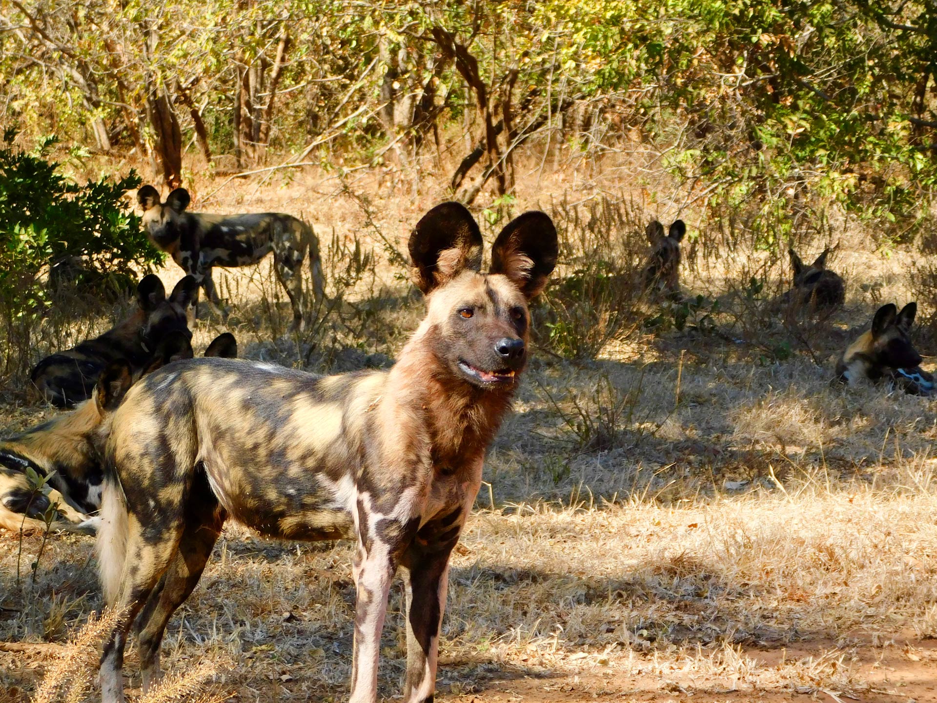 Safari