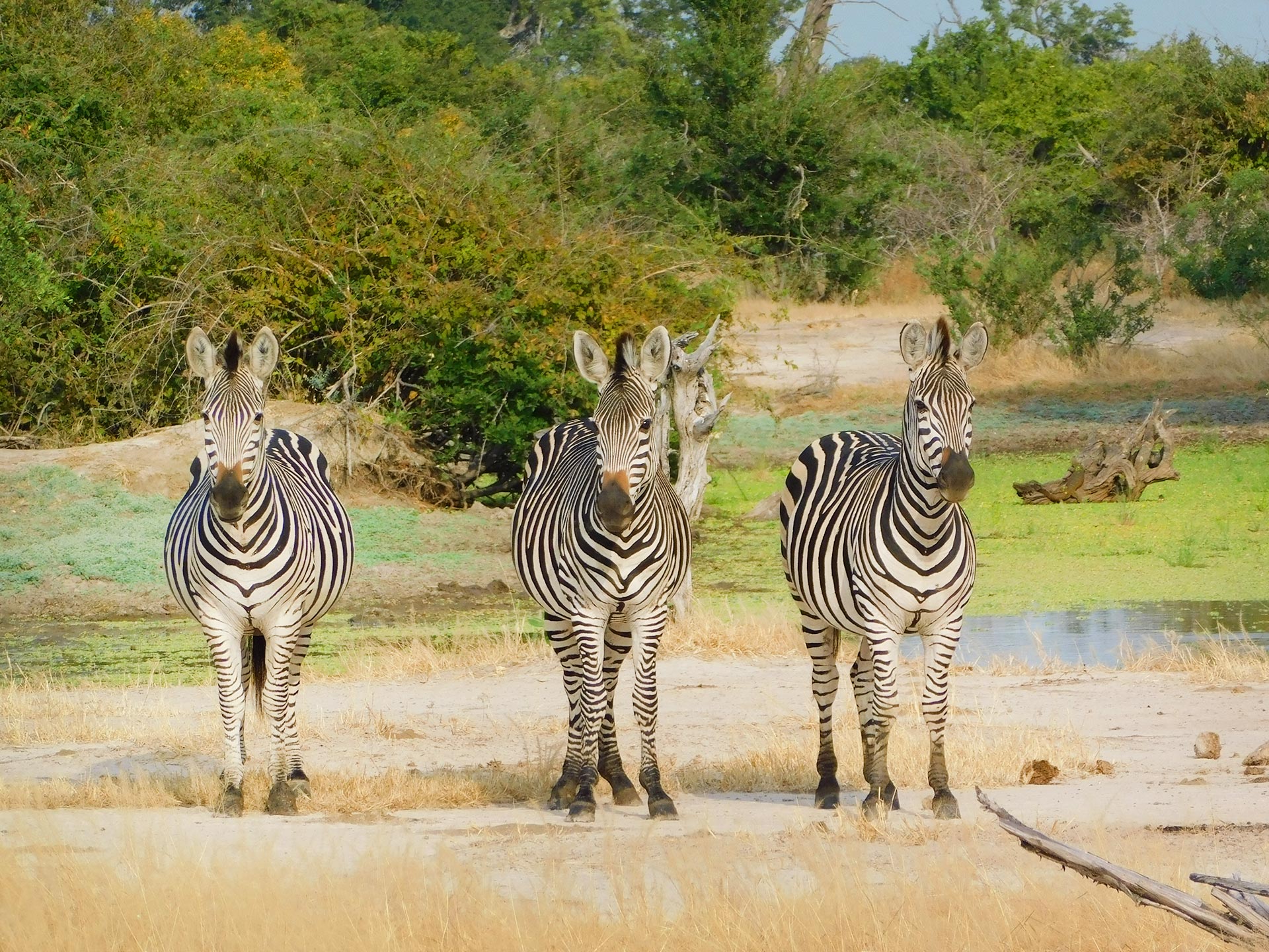 Safari