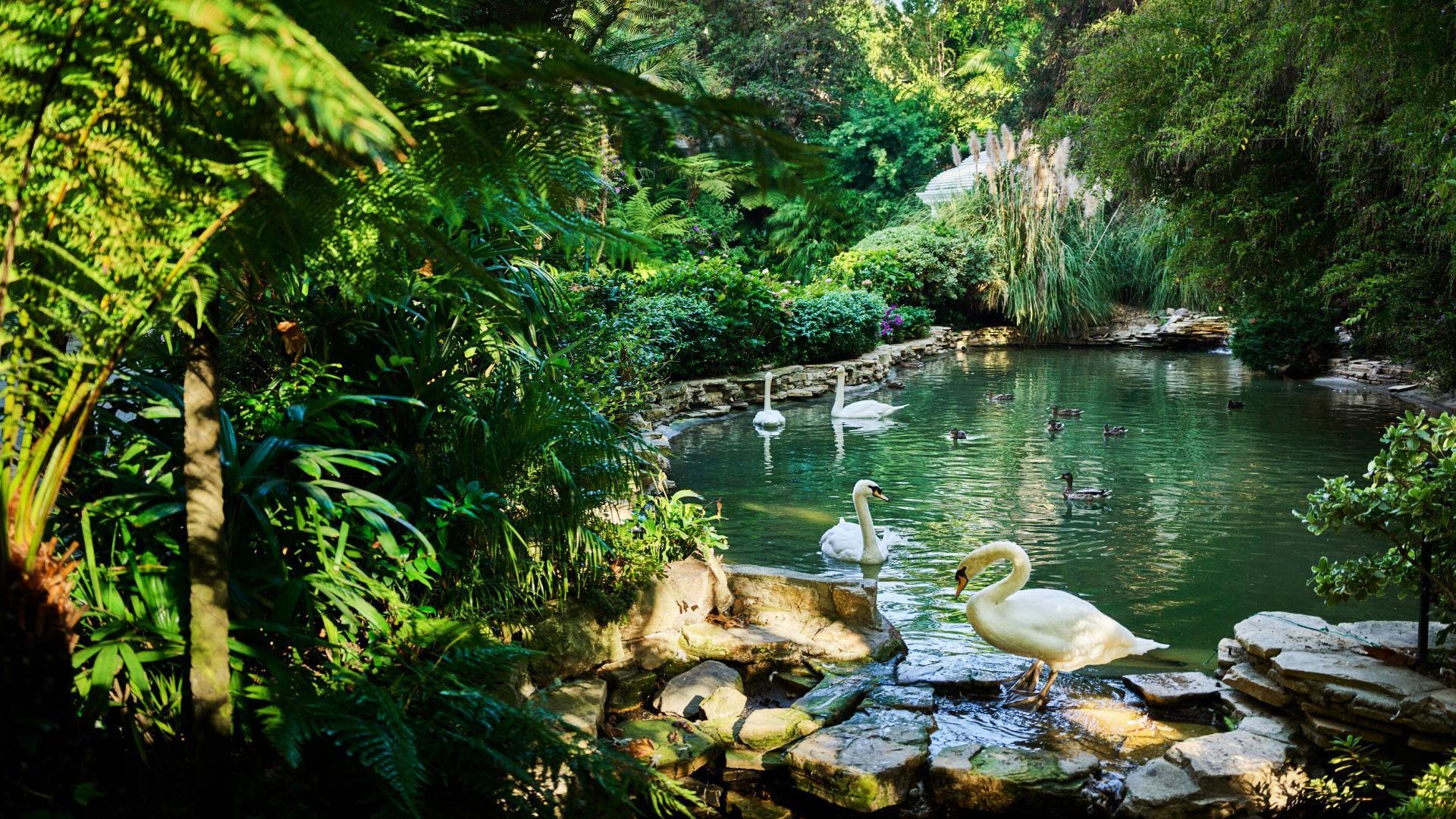 Hotel Bel-Air, Dorchester Collection - Swan Pond