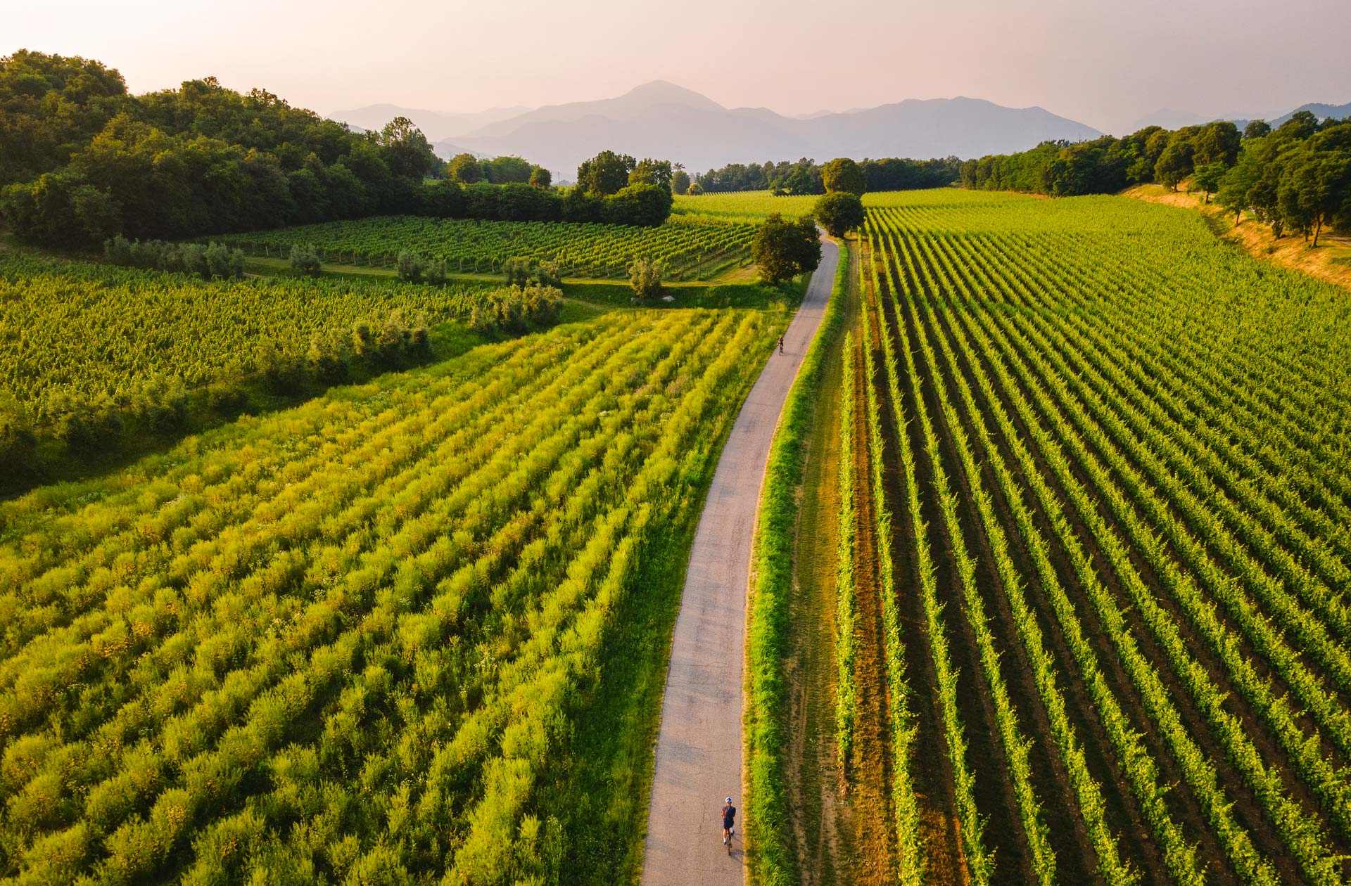 Franciacorta Vineyards