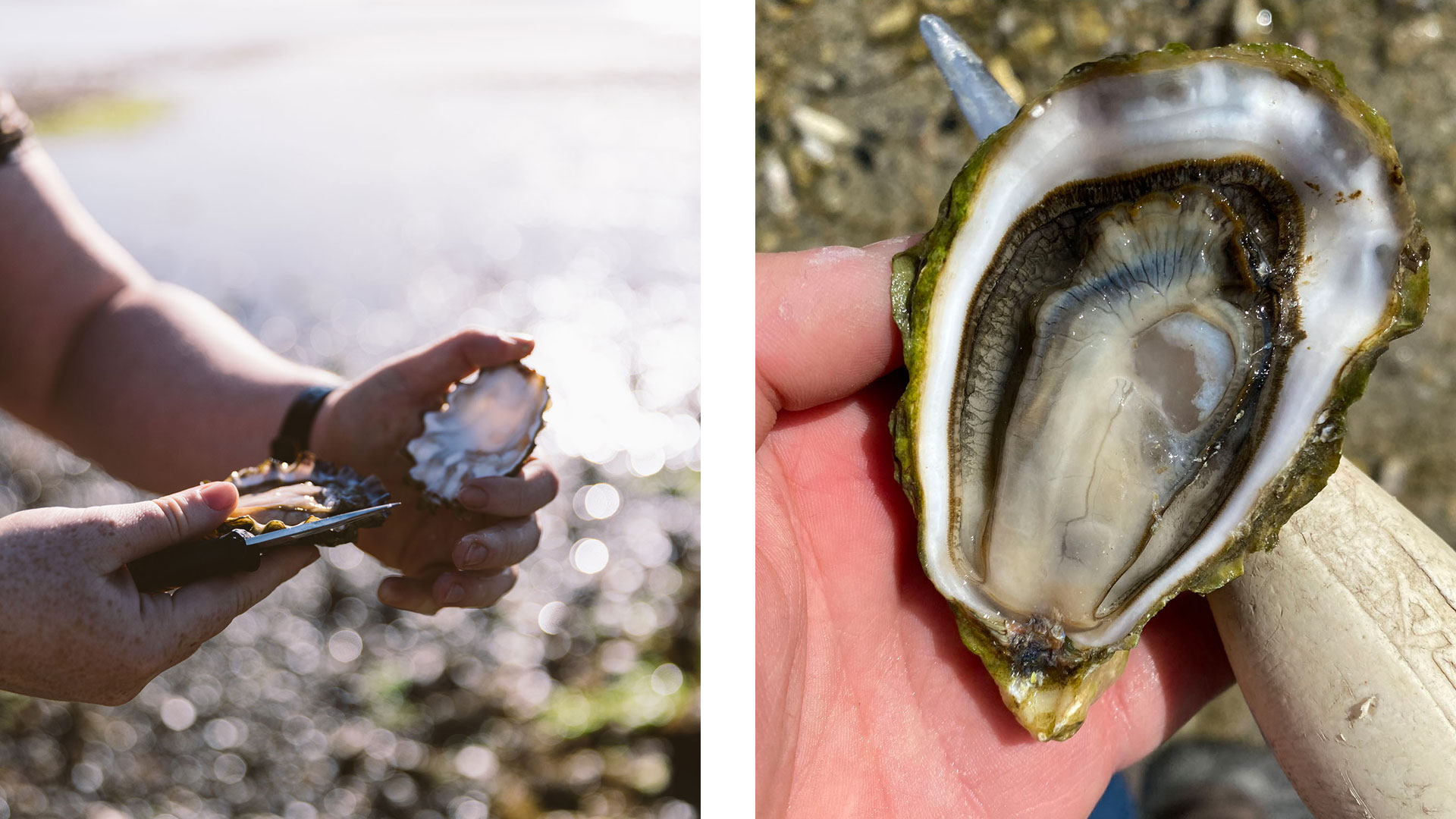 Fanny Bay Oyster Bar
