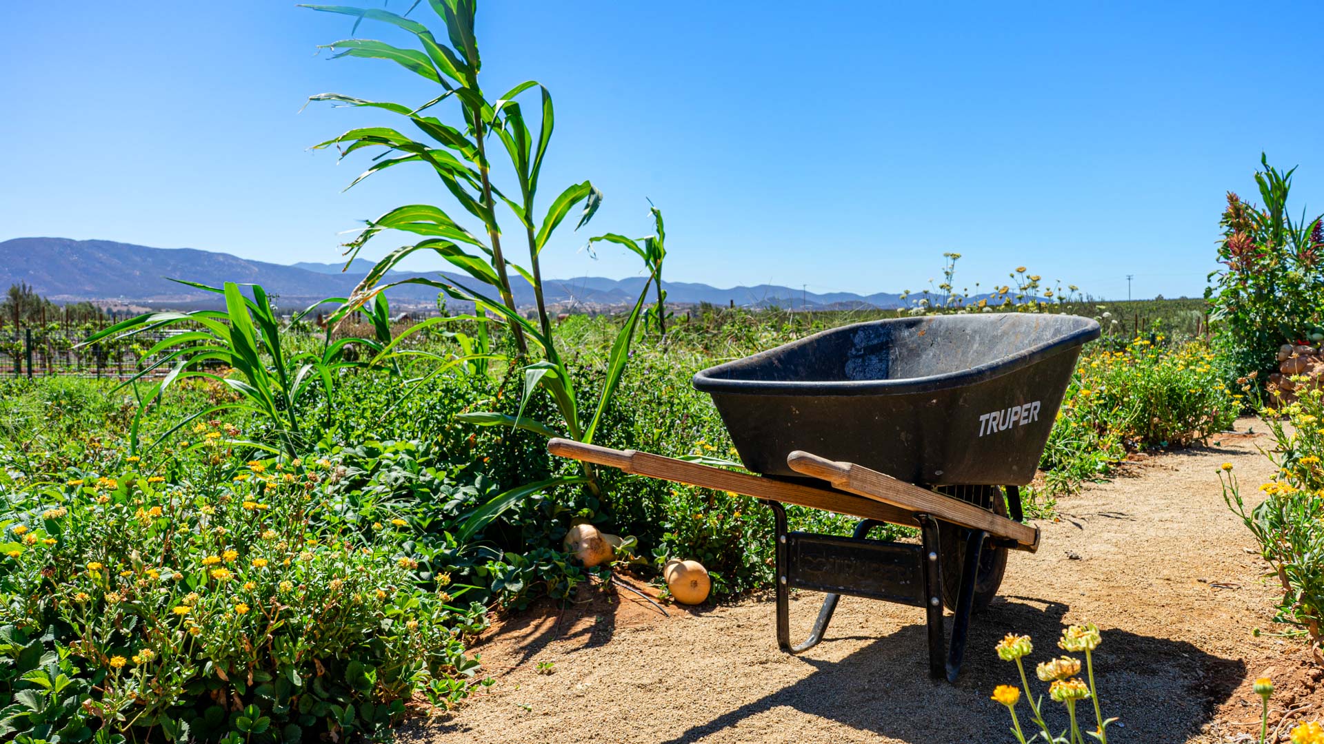 Vegetable orchard on grounds. © Propiedad De Lunario