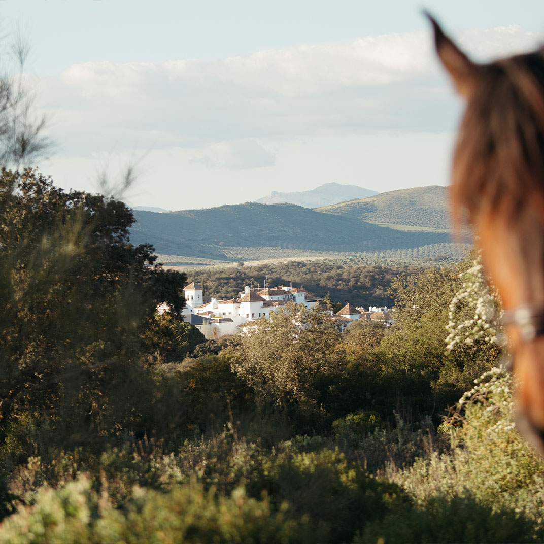 Photo 14 / 15 - Finca La Bobadilla
